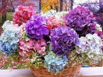 Hydrangeas in different colors