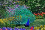 Peacock garden