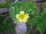 Pare Yellow Flower