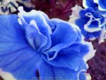 blue petunia