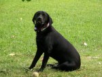 Black Lab