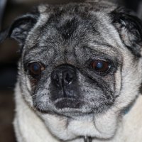 Our beautiful Pug
