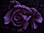 Purple Rose
