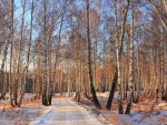 road through a birch forest in winter