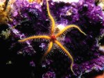 Golden Starfish and Purple Corals