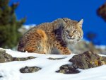 Bobcat