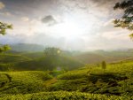 munnar-india-hills