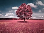 Red Field and Tree