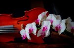Violin and Orchids