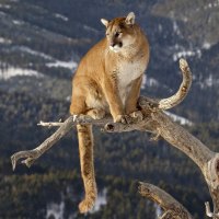Mountain Lion