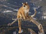Mountain Lion