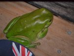 Green Tree Frog