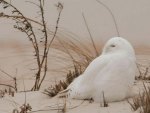 Snowy Owl On Beach