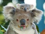 Koalas
