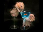 Two hamsters - funny