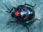 Pretty Little Beetle