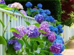 Hydrangea
