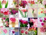 Pink flowers in different nuances