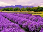 Lavender field