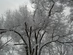 Snowy Trees