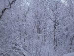 Snowy Trees