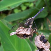 Dragonfly on Dead Flower