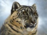 Portrait of a snow leopard