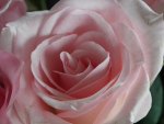 Pink Rose