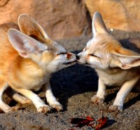 Desert Fox Pups
