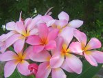 Pink Plumeria