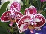 Orchid flowers