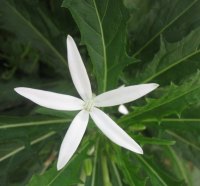 white star flower