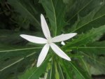 white star flower