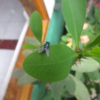 Green Fly