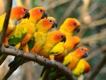 Colorful parrots
