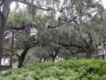 Gorgeous Spanish Moss tree