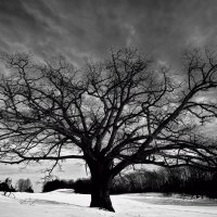 Big Oak Tree and Snow
