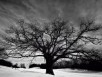 Big Oak Tree and Snow
