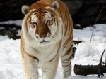 golden tiger