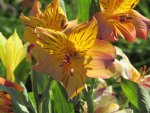 Sunshine Lillies