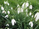 Sweet Snowdrops