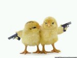 Armed Chicks