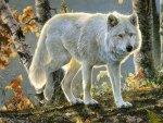 White Wolf