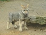 Iberian Wolf Cub