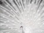White Peacock