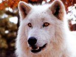 Glacier White Wolf