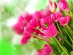 Pretty pink tulips