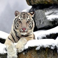 GRACEFUL WHITE TIGER