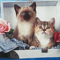 A siamese and tabby kittens in a suitcase