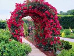 Arch of roses